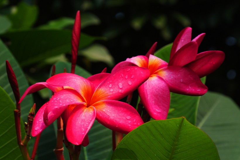 紅色雞蛋花圖片