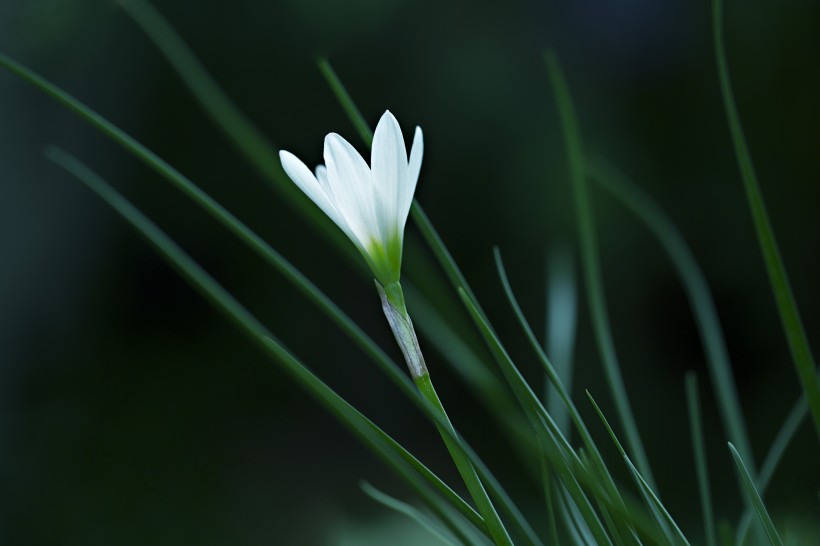 淡雅的白色百合花图片