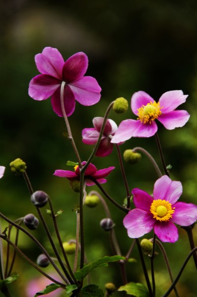 野棉花圖片