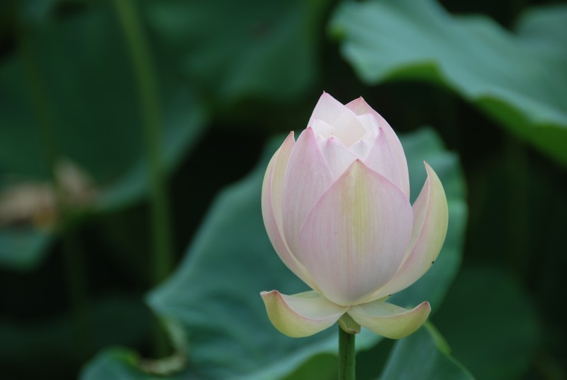 马蹄湖荷花图片