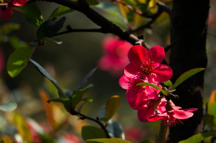 紅海棠花圖片