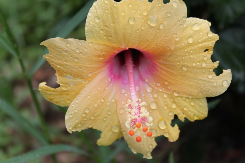 雨后木芙蓉花卉图片