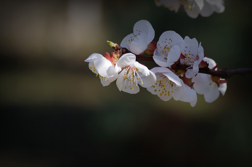 杏花图片