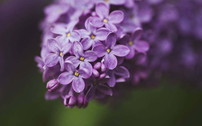 紫色丁香花图片