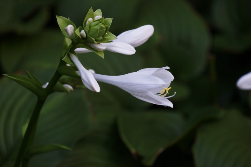 白色玉簪花图片