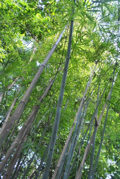 崖州竹植物图片