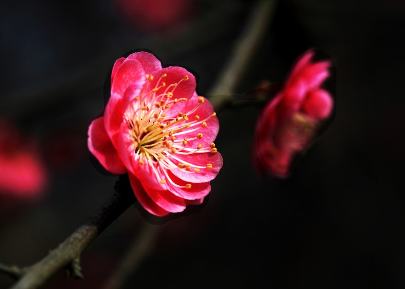 灿烂的梅花图片