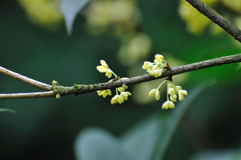 清香的桂花图片