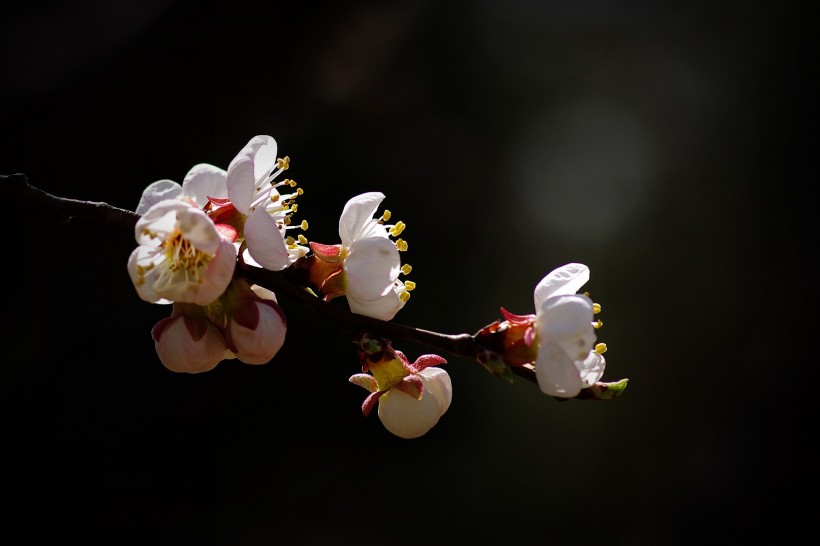 杏花圖片