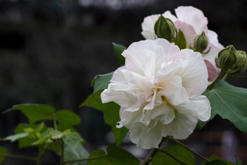 白色和粉色的芙蓉花图片