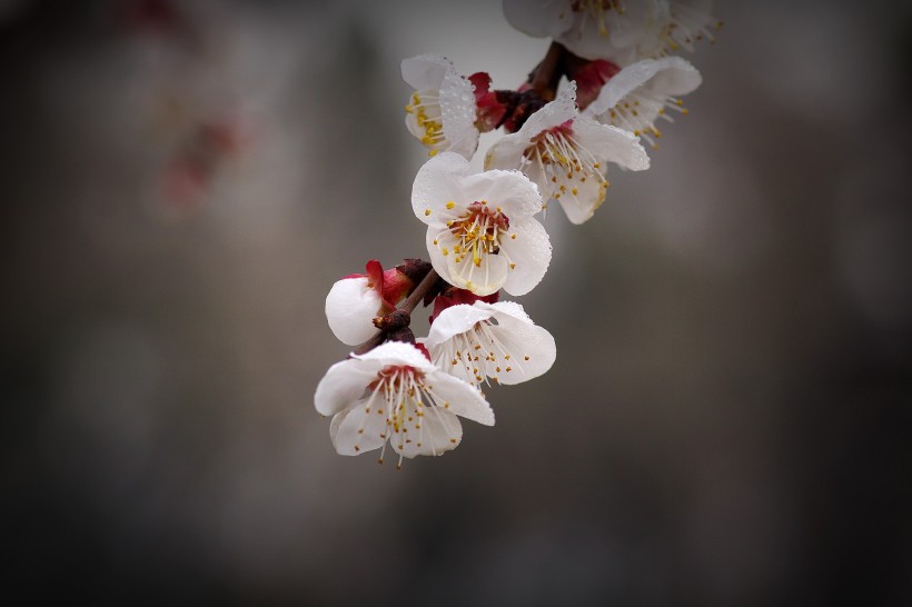 洁白的杏花图片