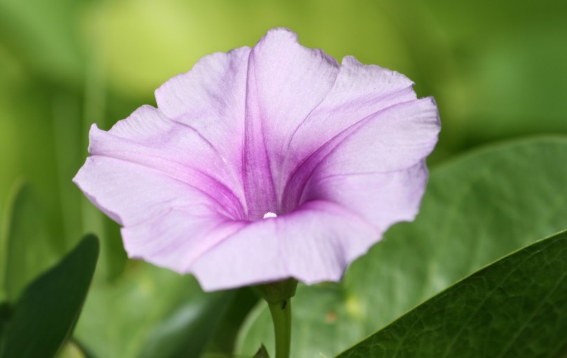 盛開的牽牛花圖片