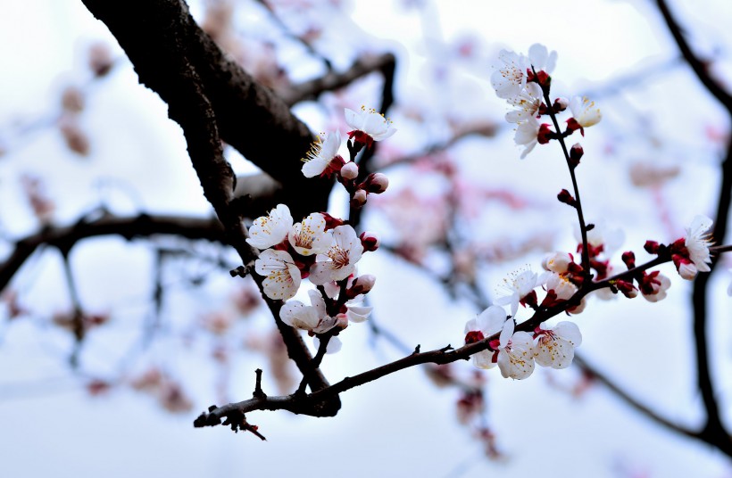 白色杏花图片