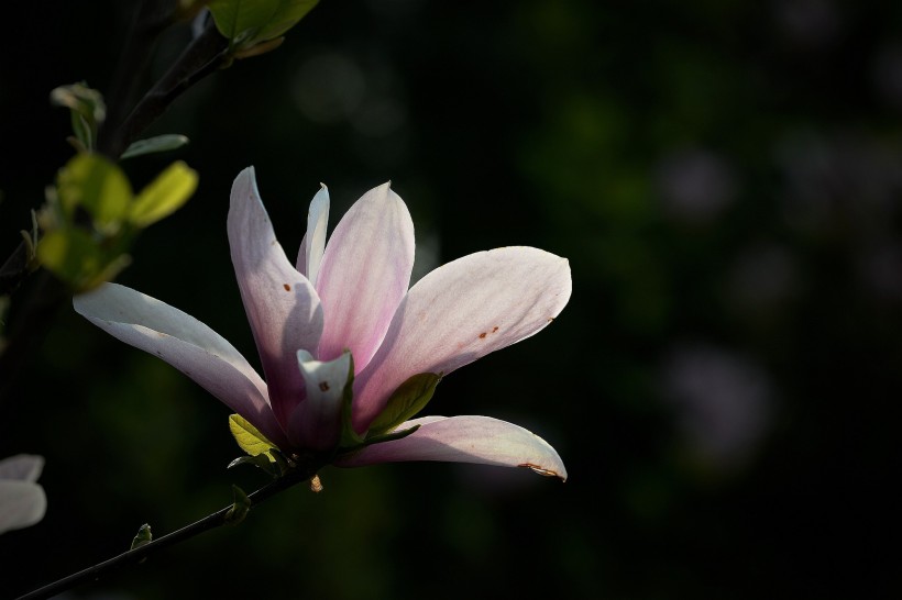 光影玉蘭花圖片