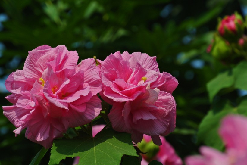 芙蓉花圖片