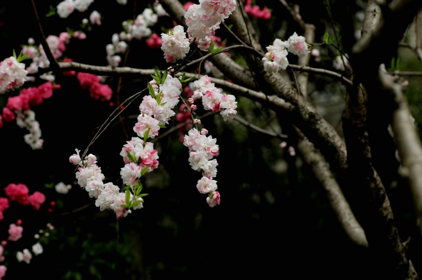 粉面桃花图片