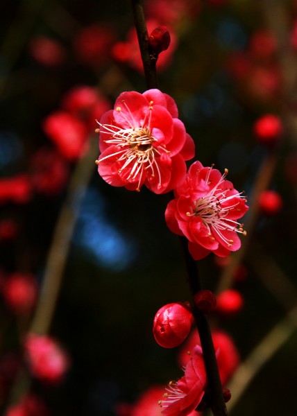 灿烂的梅花图片