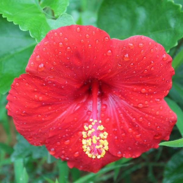 雨后朱瑾花圖片