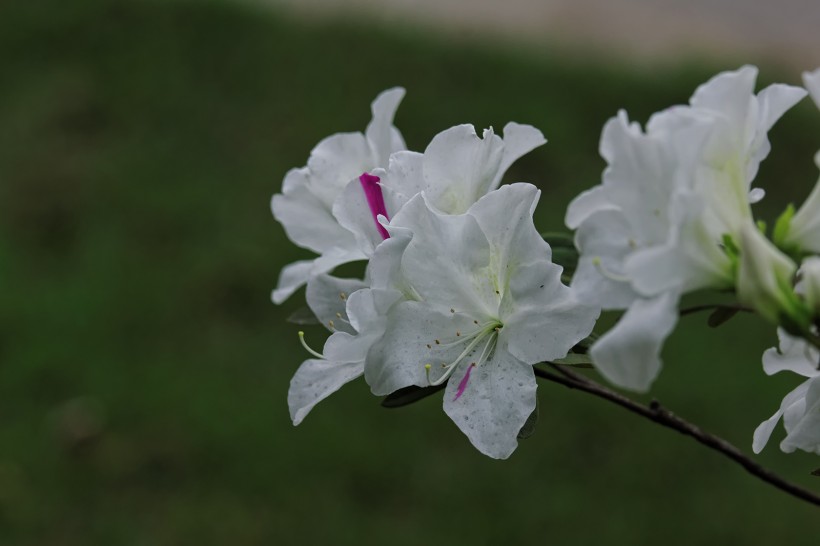 粉色和白色的杜鹃花图片