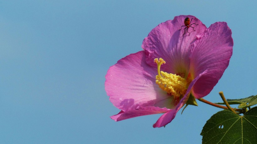 芙蓉花图片