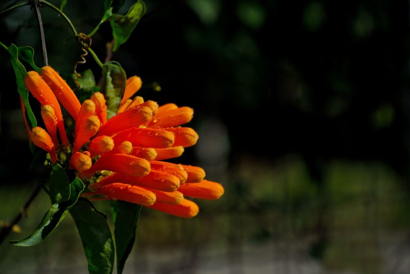 橙色炮杖花图片