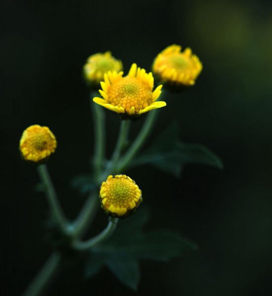 野菊花图片