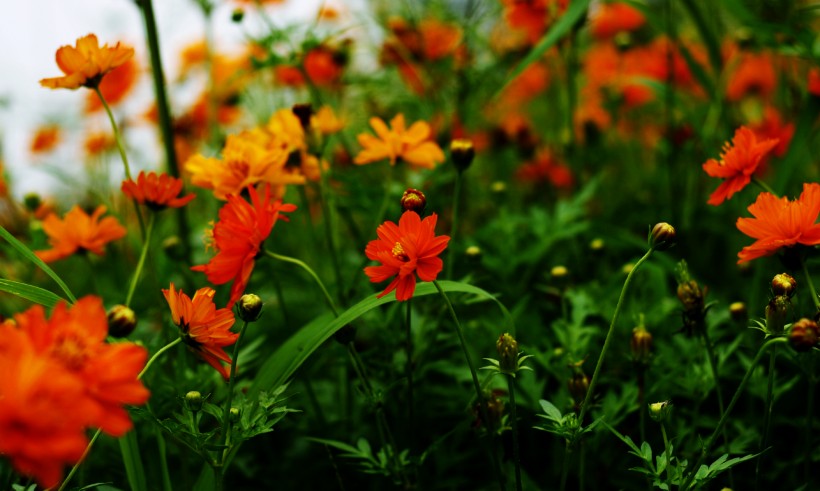 橙色硫华菊花卉图片