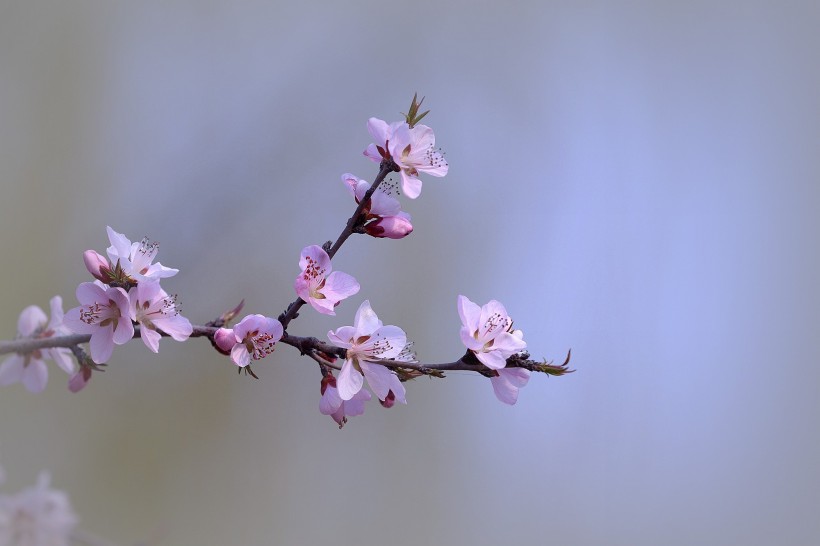 粉色山桃花圖片