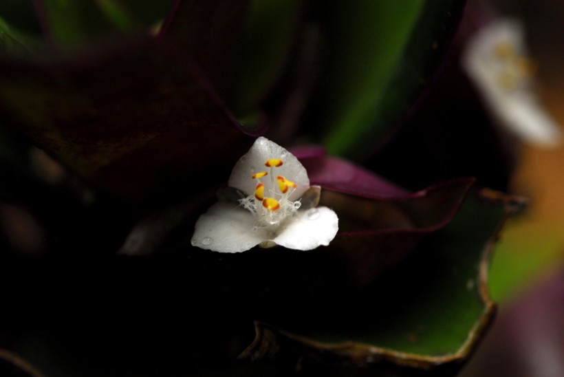 紫背万年青花卉图片