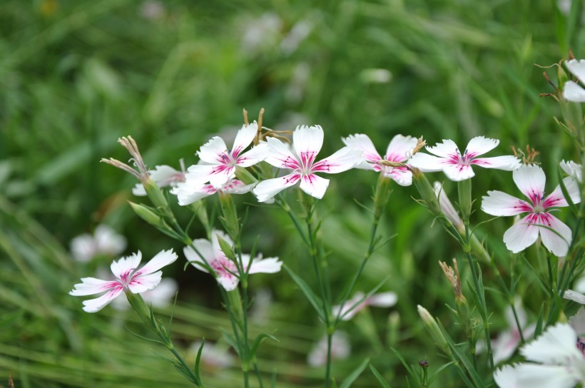 五彩石竹花图片