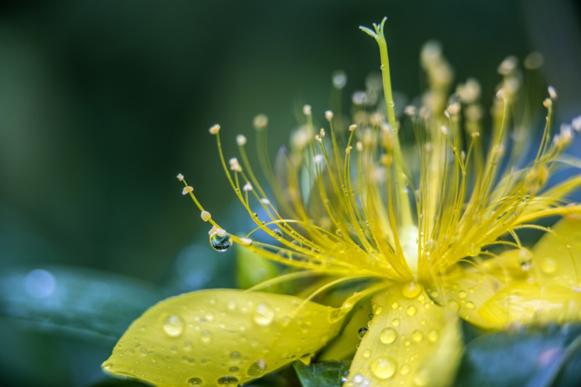 微距花蕊圖片