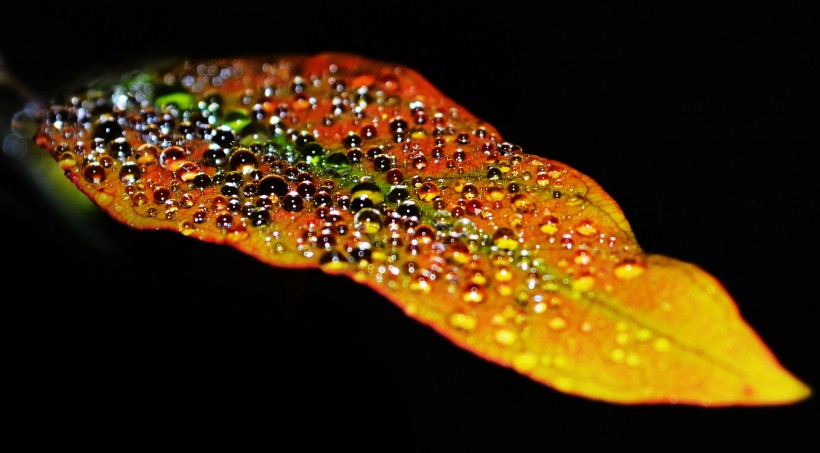 带着晶莹水珠的叶子图片