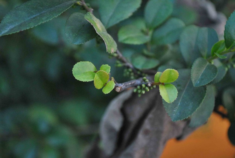 米碎花植物图片