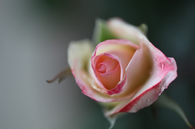 雨后月季花圖片