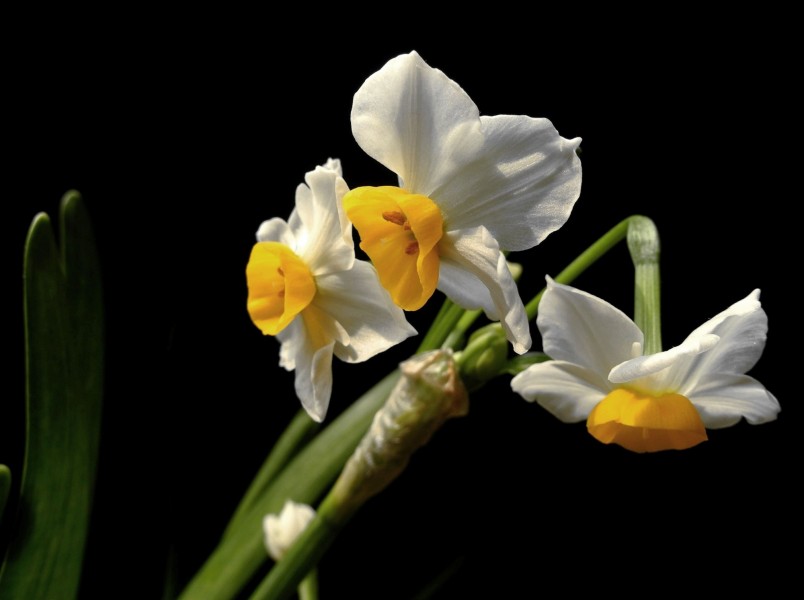 水仙花圖片