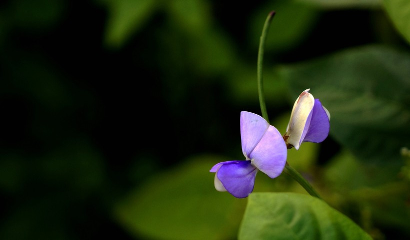 清新豆角花图片