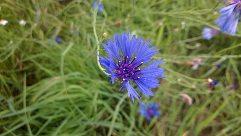 矢车菊图片