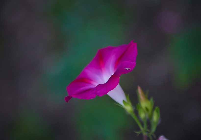 清新牵牛花图片