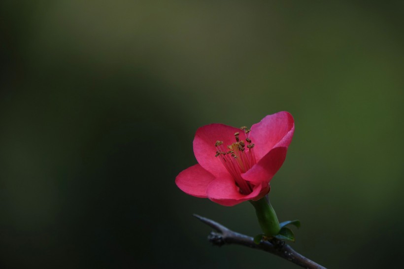 玫红色的海棠花图片