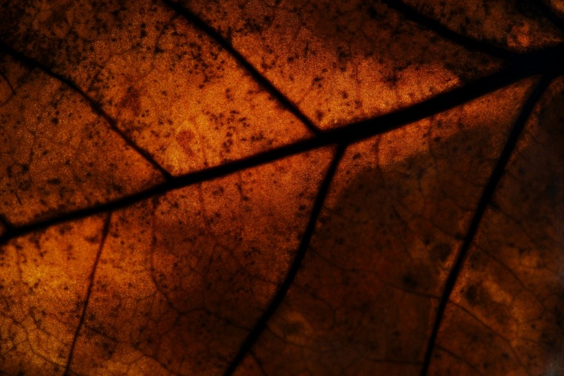 树叶经脉图片