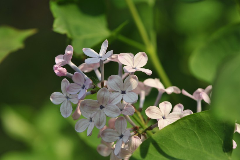 淡紫色丁香花圖片