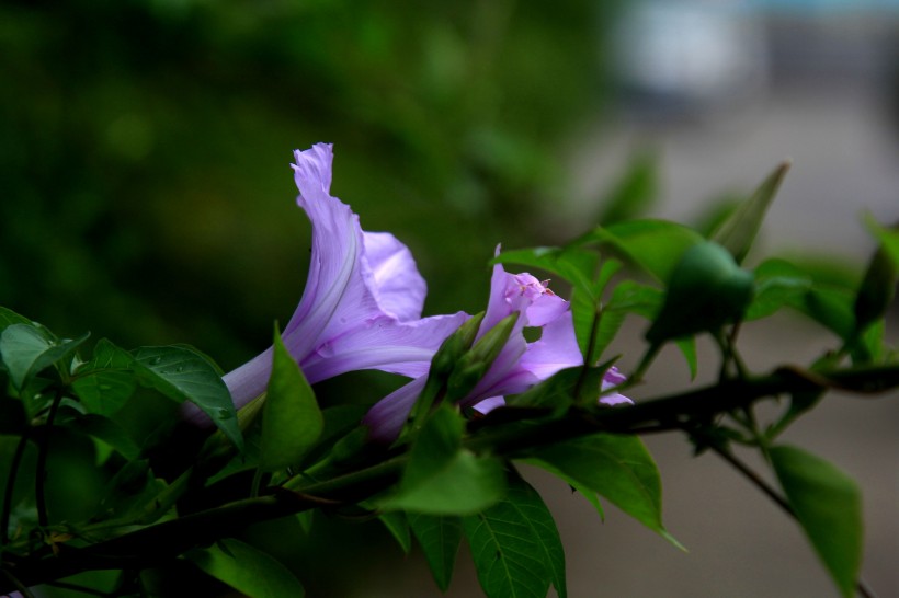 紫色牵牛花图片