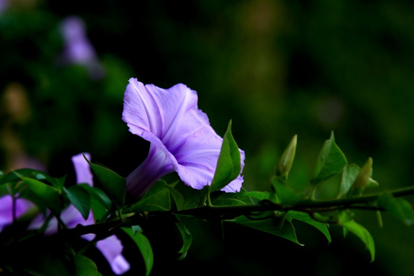 紫色牵牛花图片