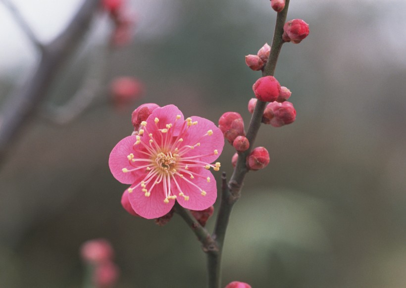 梅花图片