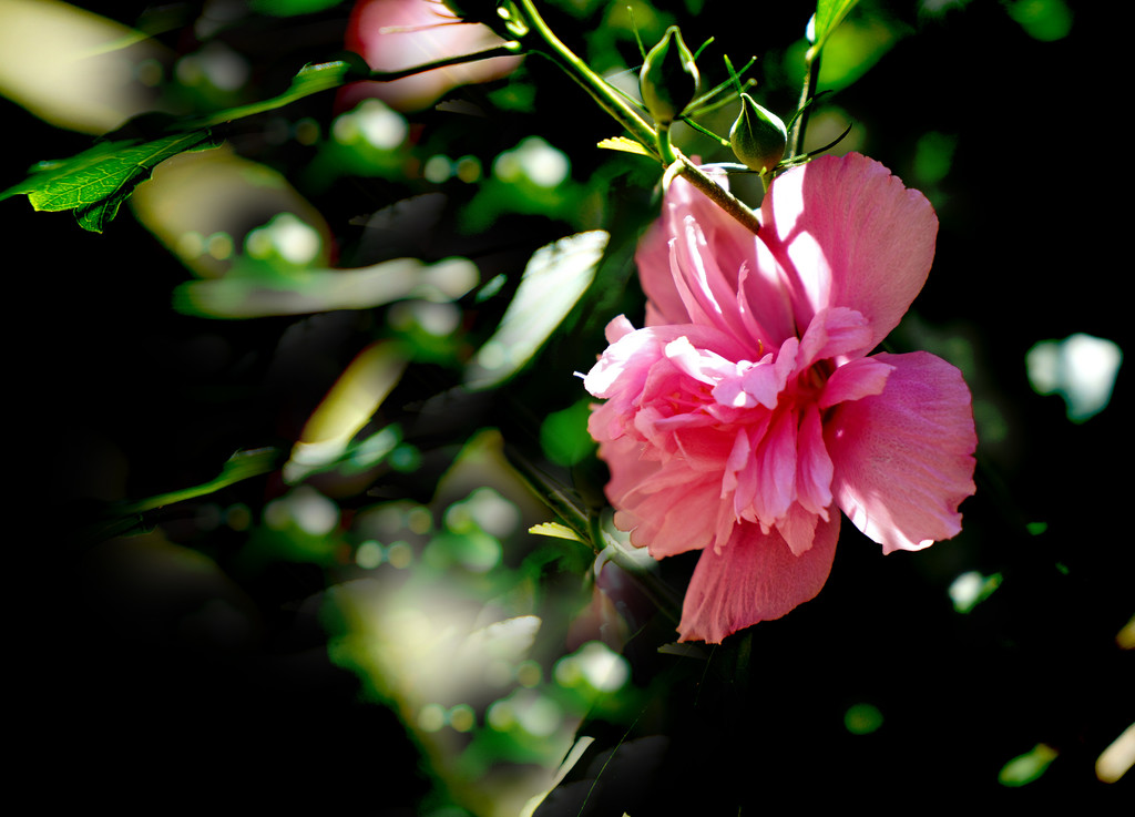 木槿花悄悄地開(kāi)