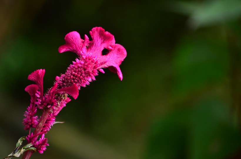 雞冠花圖片