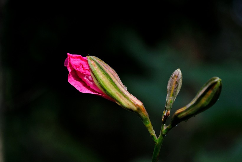 紫荆花图片