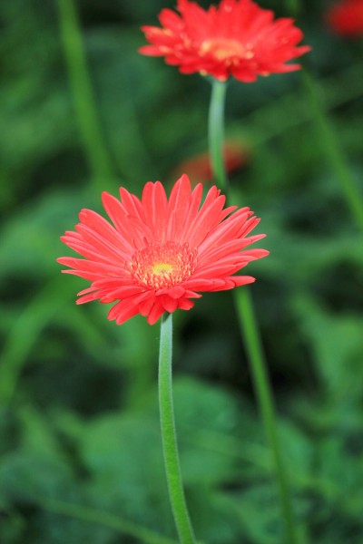 非洲菊花卉图片