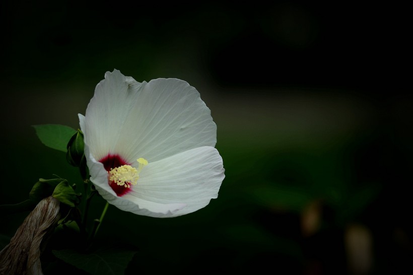 各種顏色的芙蓉花圖片