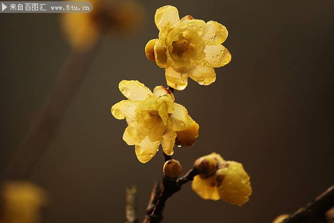大雨后的黄色梅花图片